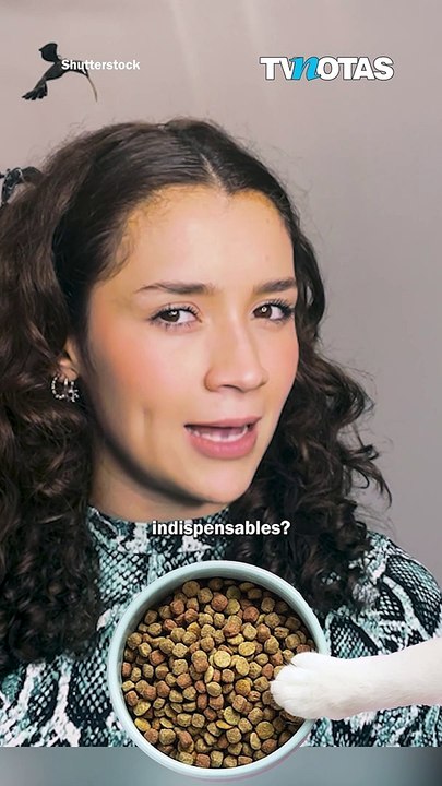 Conoce varios aspectos importantes que deben tener las coquetas de tu minino