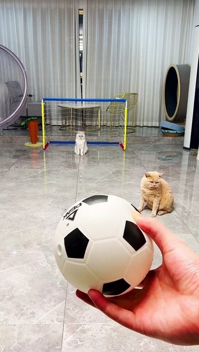 CAT funny video
