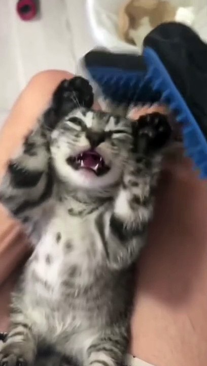 Funniest Cats Videos That Will Make You Laugh  Best Funny Cats