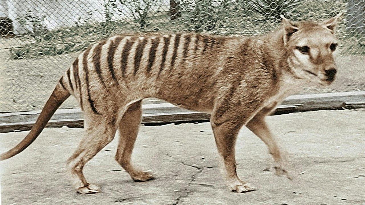 Wie es Forschenden gelang, Erbgut  Tasmanischen Tigers zurückzugewinnen