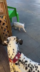 YOU LAUGH YOU LOSE! Funny Moments Of Cats Videos Compilation Cat