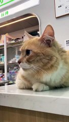 Best Funny cat videos 2023 Funny animal videos of Summer