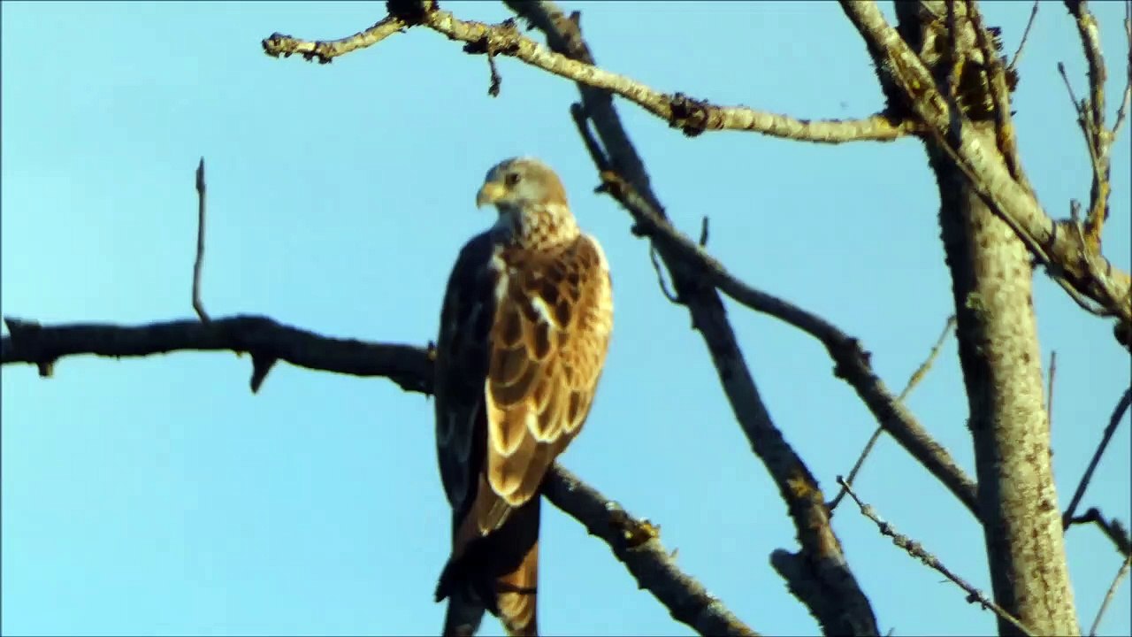 rapace