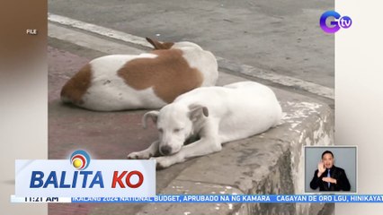 Bilang ng mga namatay sa rabies sa Ilocos Norte, umabot na sa 12 | BK