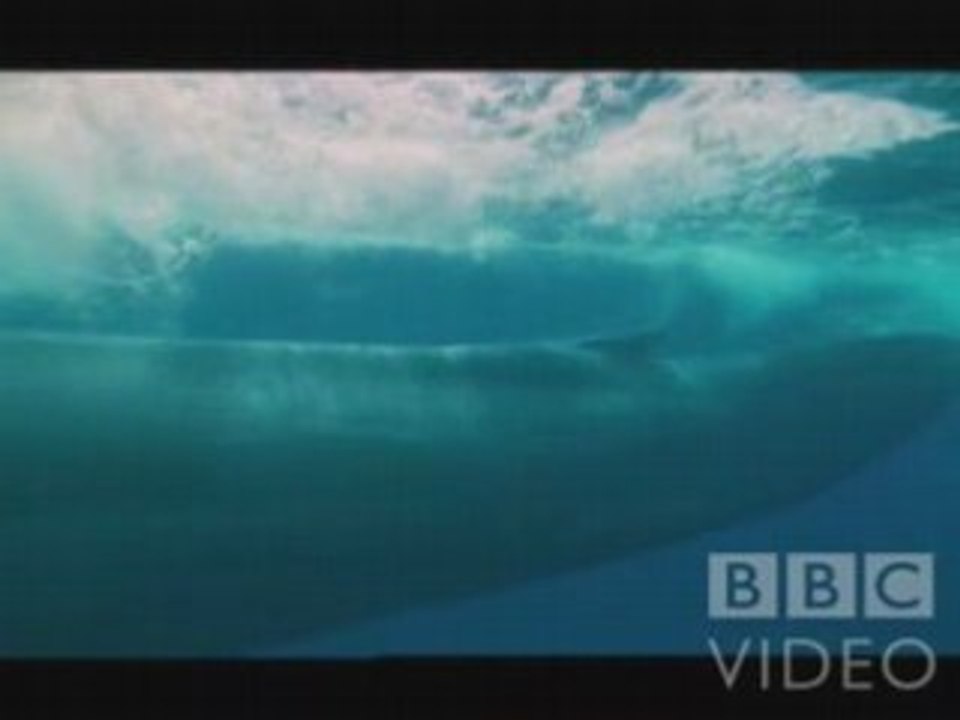 The hugest whale ever