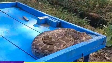 गोण्डा: अजगर दिखने से मचा हड़कंप, वायरल हुआ वीडियो