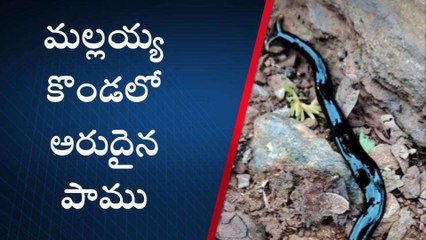 అన్నమయ్య జిల్లా: మల్లయ్య కొండలో అరుదైన పాము