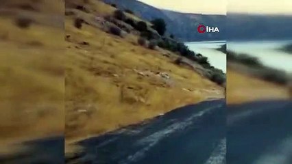Çekerek ilçesinde nesli tehlike altında olan çizgili sırtlan görüntülendi