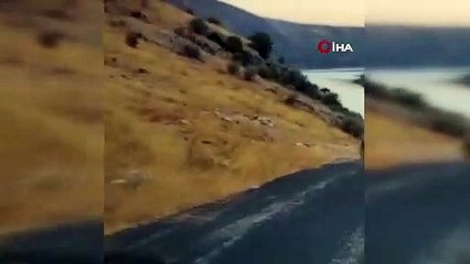 Nesli tehlike altında... Çizgili sırtlan kameraya yakalandı