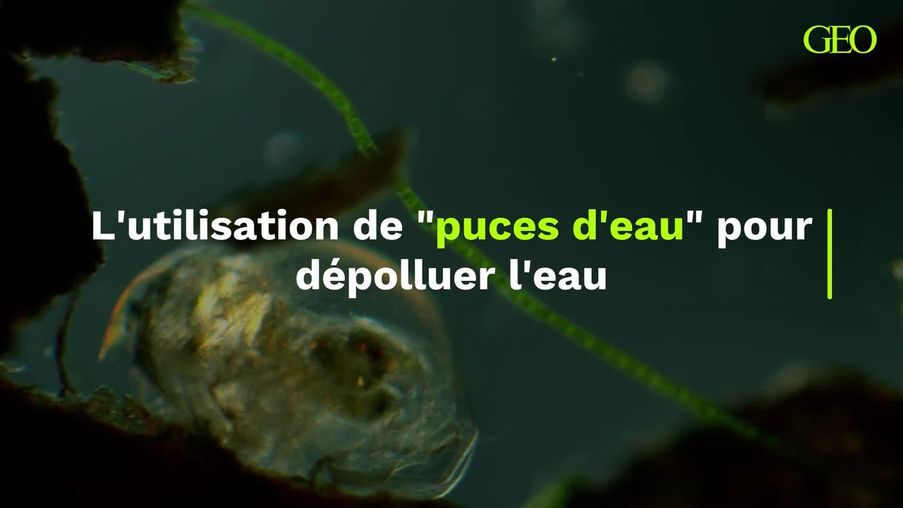 L'utilisation de "puces d'eau" pour dépolluer l'eau