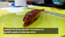 Akdeniz'de ilk kez görüldü! 'Kızıl lokum'un genetik yapıları incelemeye alındı