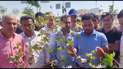 Les producteurs de coton se plaignent de l’incertitude des prix