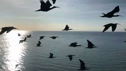 La fascinante migración de Ibis Eremitas tras sus "madres" humanas