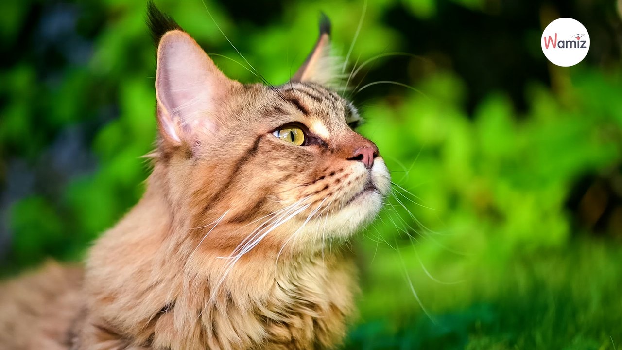 Frau aus Bayern kauft ein Maine-Coon-Baby Kätzchen im Internet: Tierarzt lässt die Bombe platzen