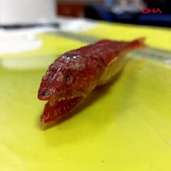 Kızıldeniz'deydi, ilk kez Akdeniz'de görüldü