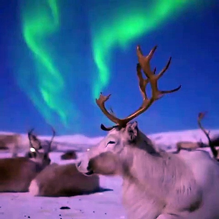 Instant magique en Norvège entre les rennes et les aurores boréales !