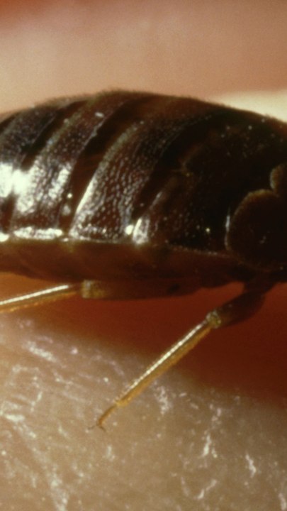 CAM - Comment reconnaître les punaises de lit ?