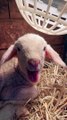 Goat Baby Sound | Animals Funny Moments | Satisfying Sound | Cute Pets | Animals Satisfying Videos #animal #satisfyingvideos