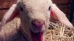 Goat Baby Sound | Animals Funny Moments | Satisfying Sound | Cute Pets | Animals Satisfying Videos #animal #satisfyingvideos