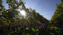 Clima che cambia, rischi e nuove opportunità per la viticoltura di montagna