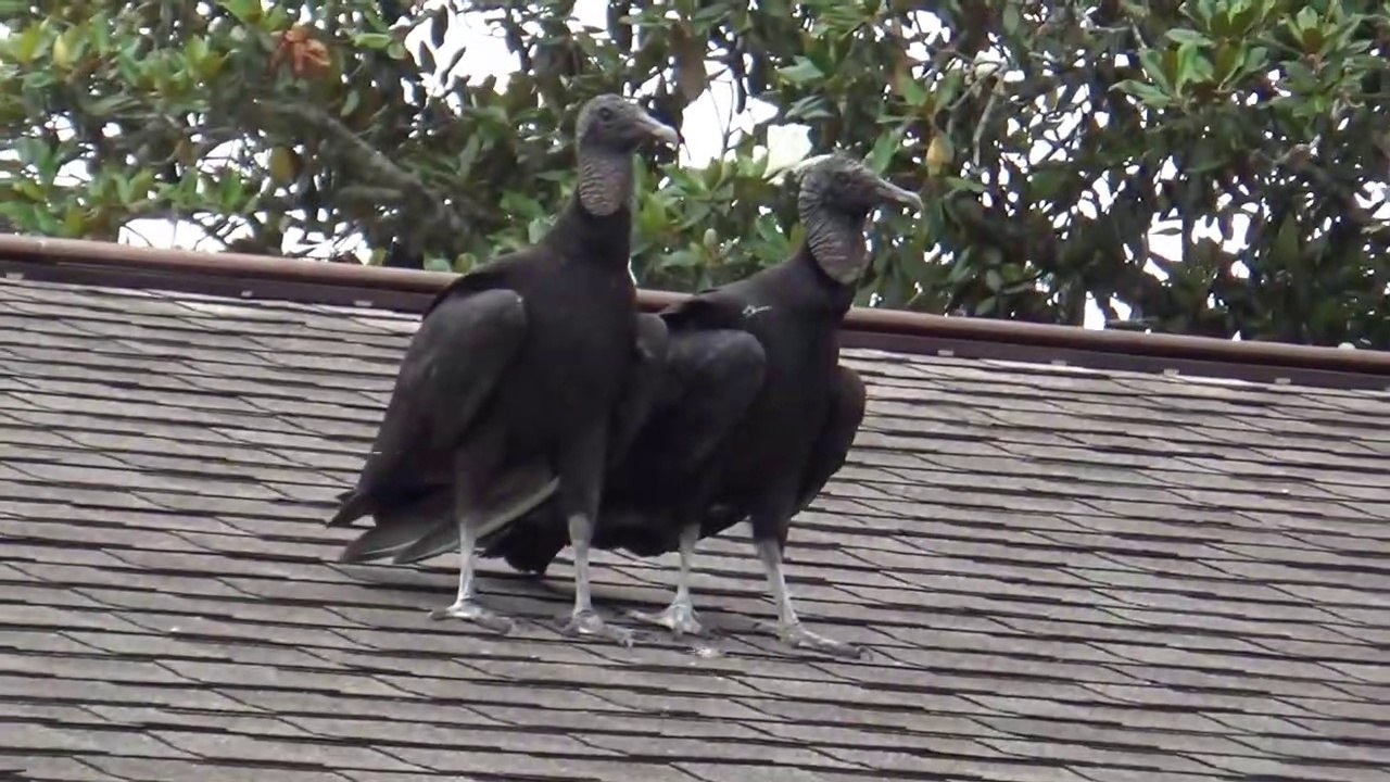 Black Vultures on My Roof for World Goth Day video Dailymotion