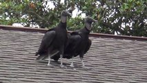 Black Vultures on My Roof for World Goth Day