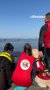 VIDÉO. À Marignane, les chiens sauveteur en mer font le show !