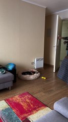 Dachshund Causes Drama When Left Alone