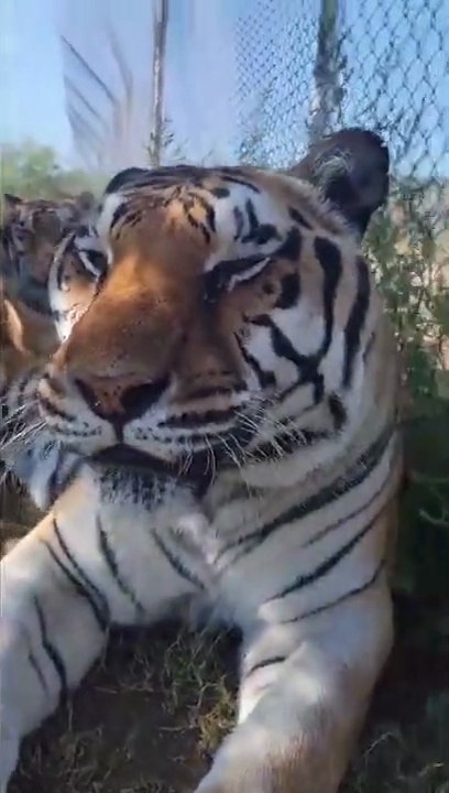 Tiger Amazing Video
