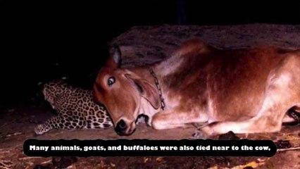 İnek ile leoparın ilginç yakınlığı