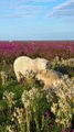 Polar Bears Stroll Through Fields of Wildflowers