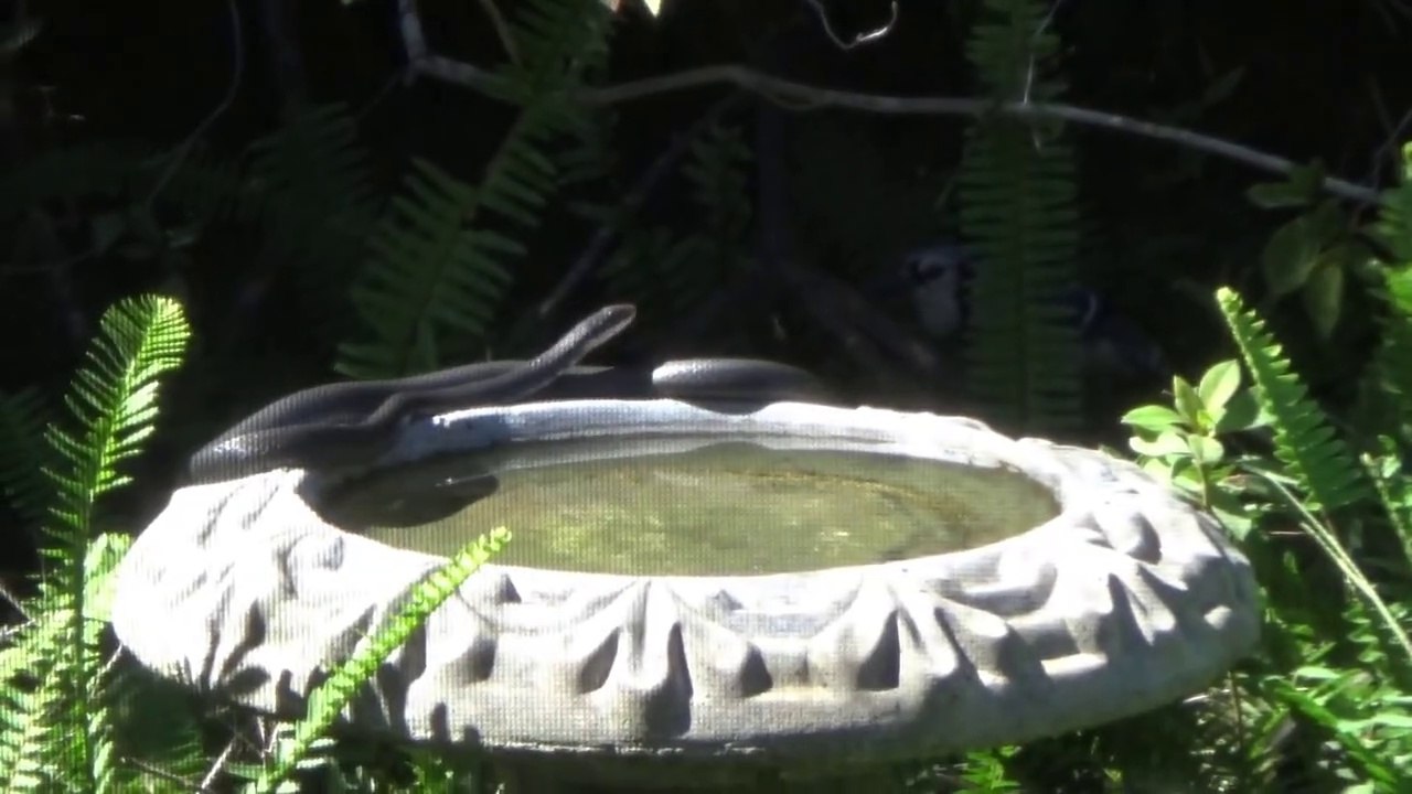 Black Snake on My Birdbath