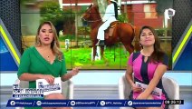 ¡Orgullo nacional! conozca por qué el caballo peruano de paso es tan valorado en el mundo ecuestre