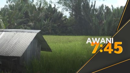 Pesawah kecil Sibu terkesan kenaikan kos tanam padi