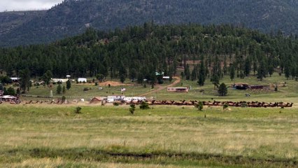 Massive Elk Herd Gathers During Rut