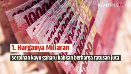 Melihat Gaharu, Jenis Kayu Langka dan Termahal di Dunia dari Indonesia | SINAU