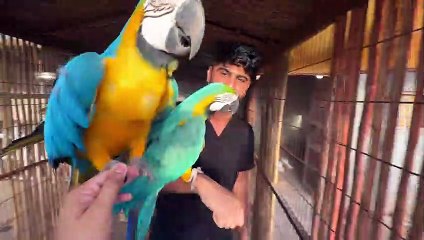 Lion Ko Mini Zoo Main Shift kr Dia_2