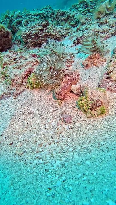 Les créatures marines affichent leur acte de disparition