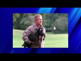Fox Anchor Claims George W  Bush's Dog ‘Never’ Bit Anyone