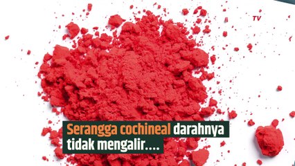 Geger soal Bahan Pewarna Karmin dari Serangga, Begini Penampakannya! | SINAU