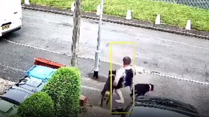 Security Cam catches unsuspecting man getting 'grounded' by hyper-energetic Rottweilers