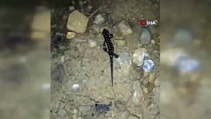 Siirt'te benekli semender görüntülendi