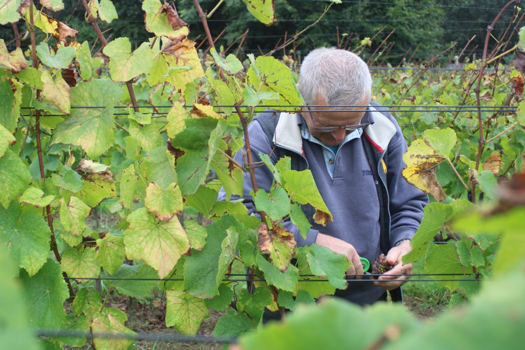 Vendanges 2023 au Braden à Quimper
