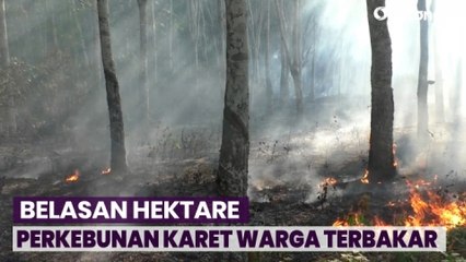 Belasan Hektare Perkebunan Karet Warga di Lampung Terbakar