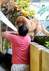 Dog Is Afraid Of Heights