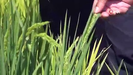 Muş'ta ilk defa ekildi, dönüme 400 kilo verim bekleniyor!