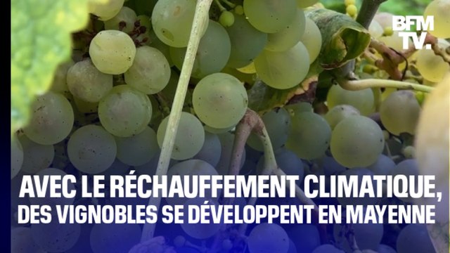 TANGUY DE BFM - Avec le réchauffement climatique, des agriculteurs cultivent des vignes… en Mayenne
