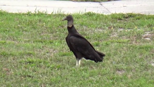 Black Vultures Eating a Cat (warning - dead cat - not for sensitive viewers)