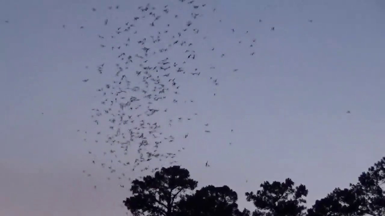 500,000 Bats - Gainesville, FL