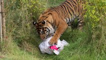 ‘Gender reveal’ held for tiger cub after safari park keepers help her walk